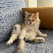 Mochi a rejoint le concours — aidez-le/la à gagner de superbes lots ! kitten, cat, fluffy, couch, pillow, indoor, relaxed, curious, pet, feline, fur, whiskers, sitting, texture, blue, mustard, cozy, animal, young, cute