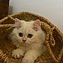 Gnocchi a rejoint le concours — aidez-le/la à gagner de superbes lots ! kitten, cat, white_fur, basket, woven, indoor, pet, cute, animal, feline, young, curious, soft, fluffy, closeup, paws, ears, resting, cozy, home