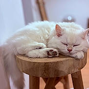 Gnocchi participe au concours pour gagner de l'argent avec cette photo : cat, white_cat, sleeping, feline, fluffy, wooden_stool, indoor, cozy, relaxed, pet, animal, fur, paws, resting, closeup, domestic_cat, cute, quiet, soft_light, peaceful