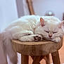 cat, white_cat, sleeping, feline, fluffy, wooden_stool, indoor, cozy, relaxed, pet, animal, fur, paws, resting, closeup, domestic_cat, cute, quiet, soft_light, peaceful
