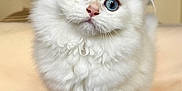 Gnocchi participe au concours pour gagner de l'argent avec cette photo : kitten, cat, fluffy, white_fur, blue_eyes, pet, animal, cute, indoor, portrait, small, fur, whiskers, curious, looking_at_camera, wooden_floor, domestic, young, soft, closeup