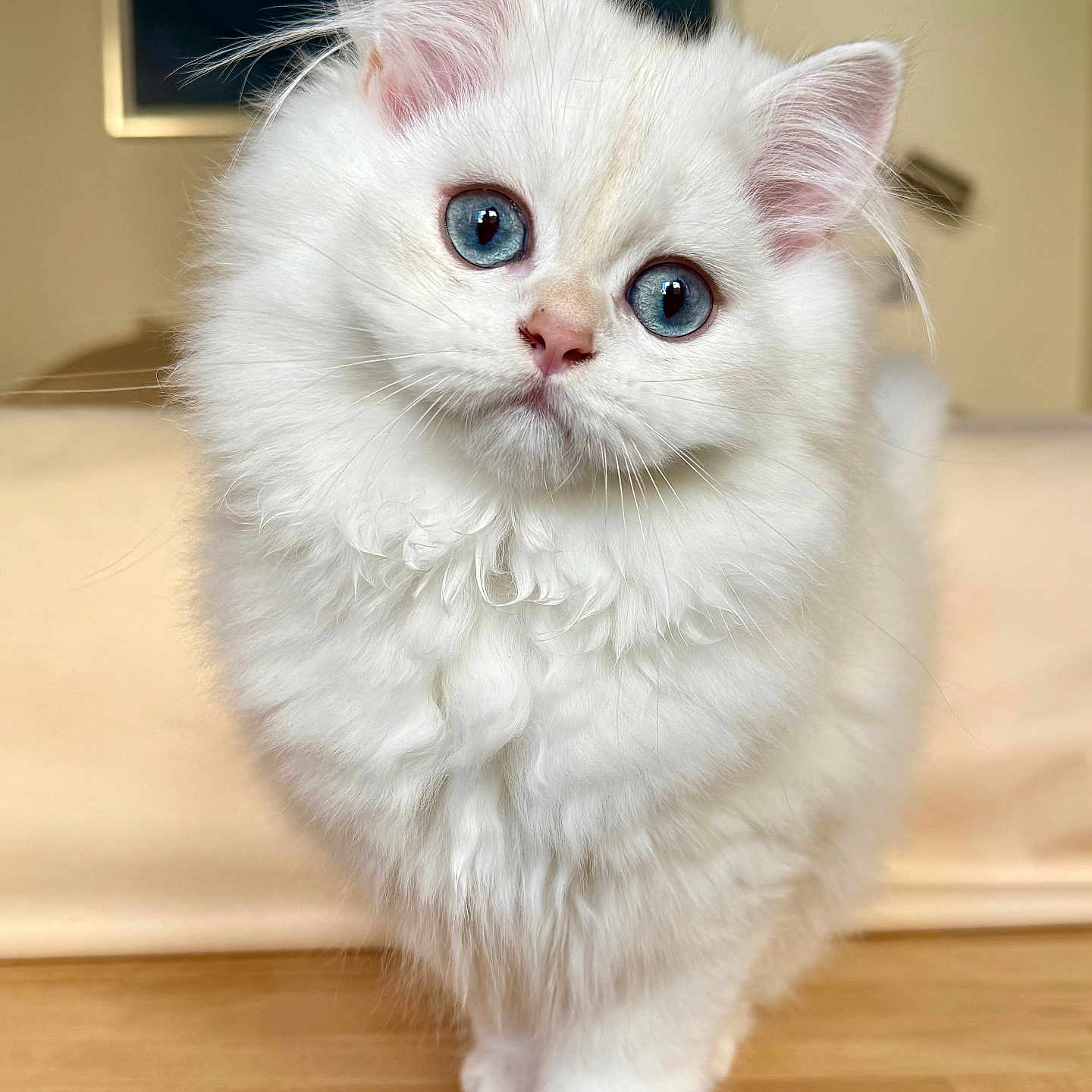 Gnocchi participe au concours pour gagner de l'argent avec cette photo : animal, blue_eyes, cat, closeup, curious, cute, domestic, fluffy, fur, indoor, kitten, looking_at_camera, pet, portrait, small, soft, whiskers, white_fur, wooden_floor, young