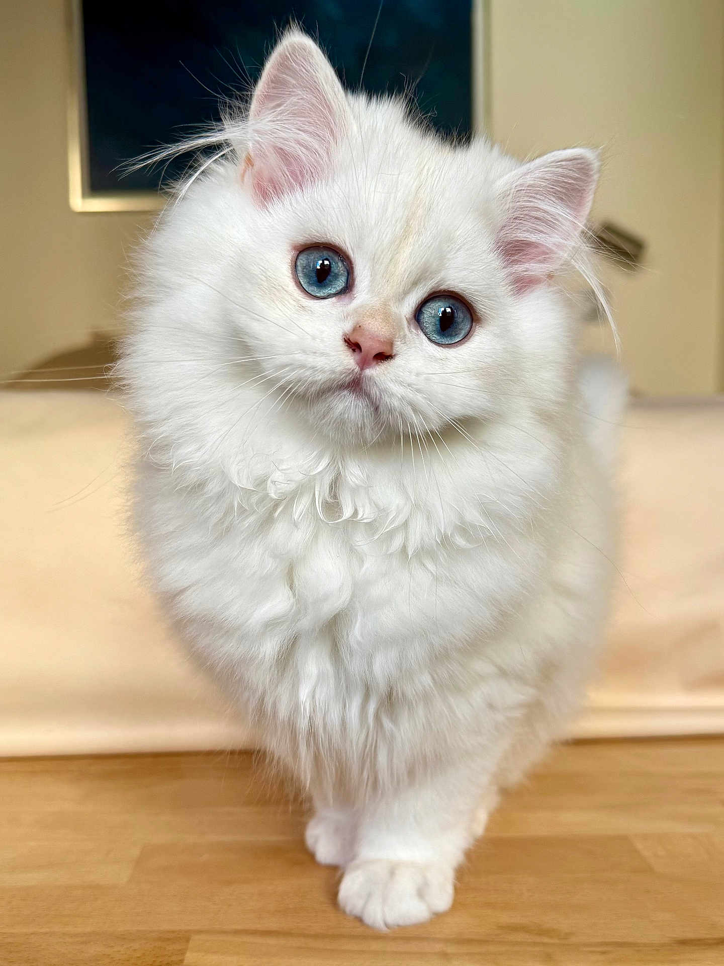 Gnocchi participe au concours pour gagner de l'argent avec cette photo : kitten, cat, fluffy, white_fur, blue_eyes, pet, animal, cute, indoor, portrait, small, fur, whiskers, curious, looking_at_camera, wooden_floor, domestic, young, soft, closeup