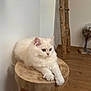Gnocchi a rejoint le concours — aidez-le/la à gagner de superbes lots ! cat, white_cat, fluffy, blue_eyes, wooden_stool, indoor, flooring, decor, wood, relaxed, pet, animal, cozy, feline, cute, paws, laying, calm, home, fur