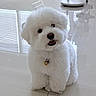Bingsu joined the competition — help win amazing prizes! animal, bright, collar, companion, cute, dog, domestic, floor, fluffy, friendly, household_items, indoor, modern_interior, pet, reflection, sitting, small_dog, smiling, tile_floor, white_dog