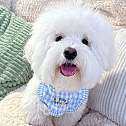 Bingsu joined the competition — help win amazing prizes! animal, bandana, birthday, blanket, blue_bandana, companion, cozy, cute, dog, fluffy, fur, happy, indoor, pet, pillows, portrait, small_dog, smiling, tongue_out, white_dog