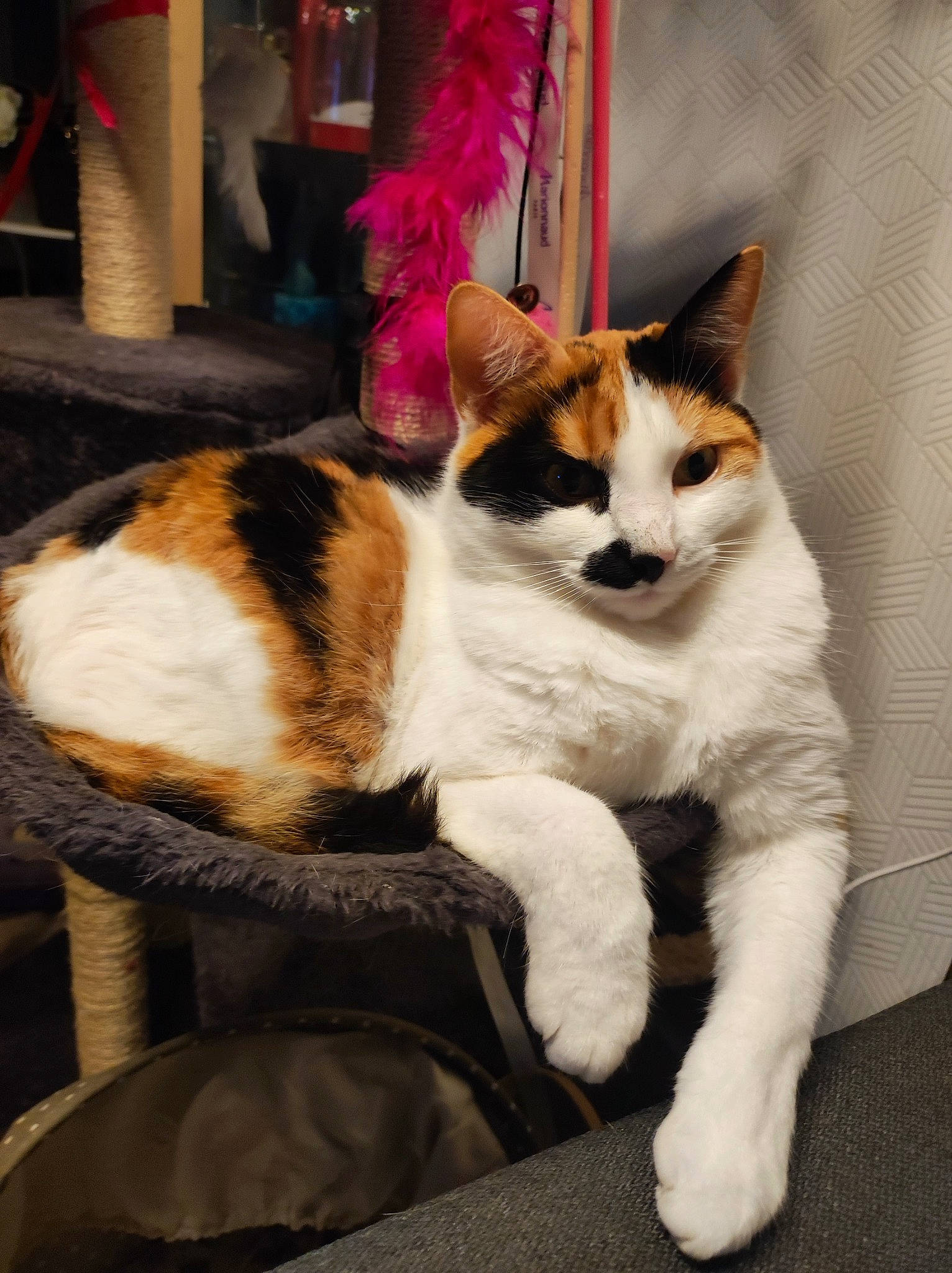 Swing participe au concours pour gagner de l'argent avec cette photo : art, carnivore, cat, claw, comfort, companion_dog, domestic_short_haired_cat, fawn, felidae, foot, fur, lap, nap, paw, sitting, small_to_medium_sized_cats, snout, tail, whiskers