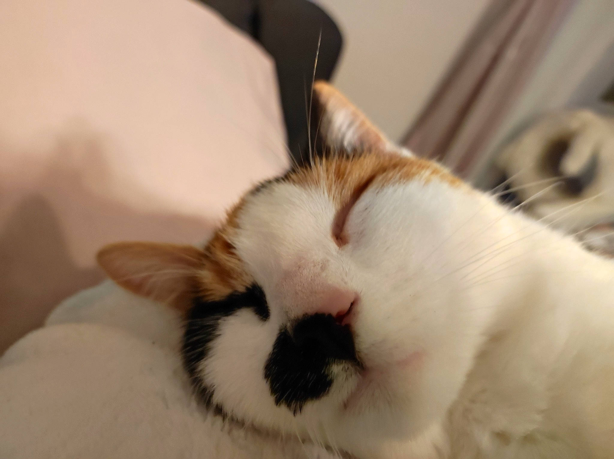 Swing a rejoint le concours — aidez-le/la à gagner de superbes lots ! carnivore, cat, claw, comfort, domestic_short_haired_cat, ear, eyelash, felidae, fur, nap, paw, sleep, small_to_medium_sized_cats, snout, tail, whiskers