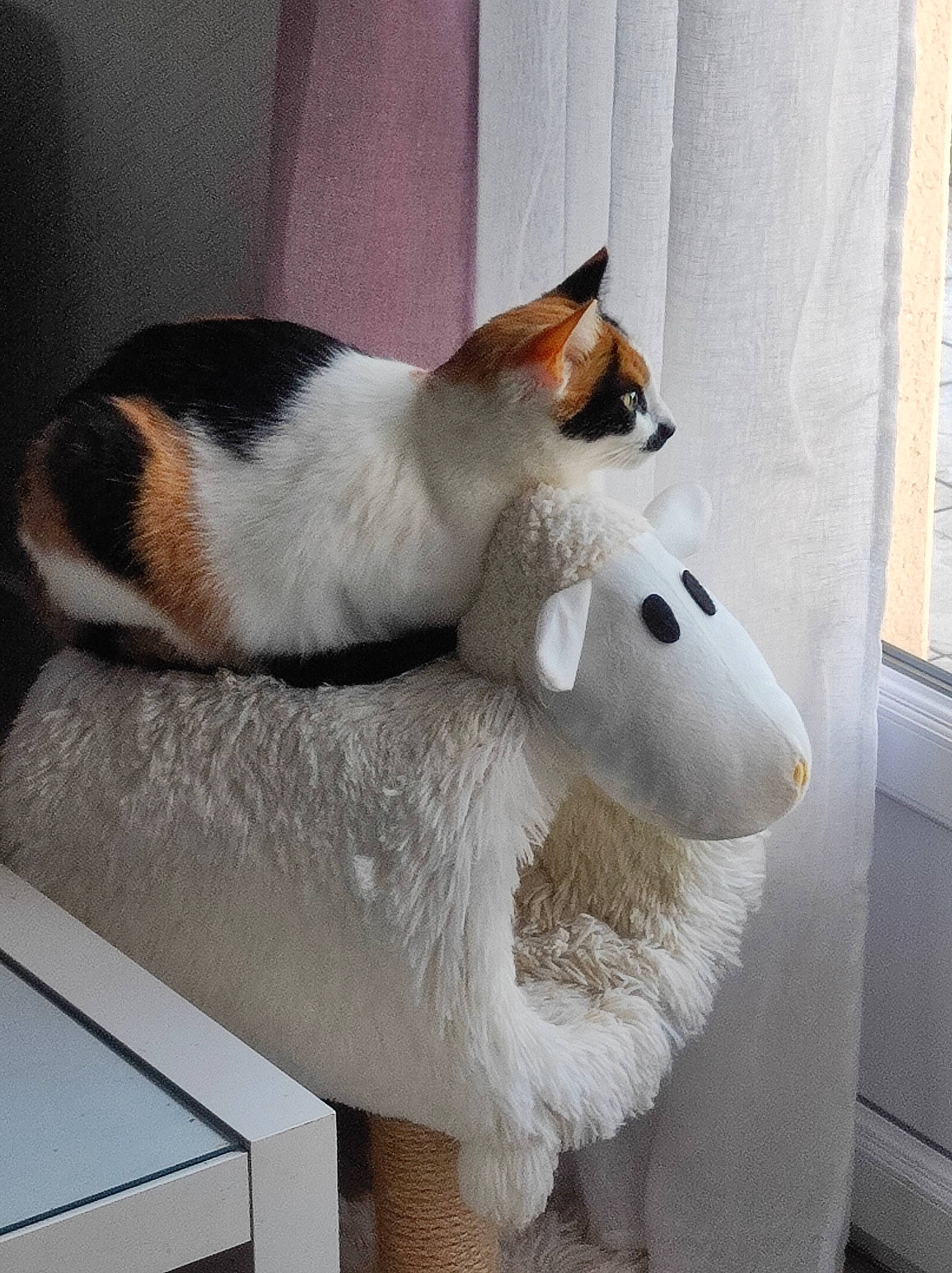 Swing participe au concours pour gagner de l'argent avec cette photo : carnivore, cat, collar, comfort, companion_dog, domestic_short_haired_cat, felidae, flooring, fur, paw, room, small_to_medium_sized_cats, snout, stuffed_toy, tail, whiskers, window, wood