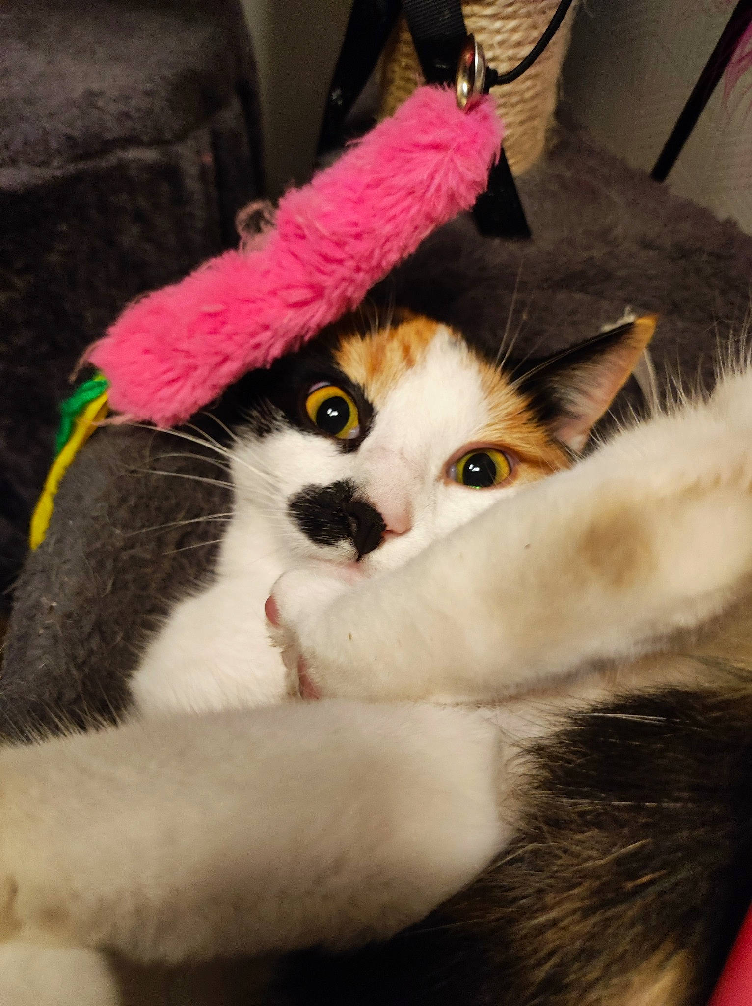 Swing participe au concours pour gagner de l'argent avec cette photo : box, cardboard, carnivore, cat, cat_bed, cat_supply, claw, comfort, domestic_short_haired_cat, fawn, felidae, fur, magenta, paw, small_to_medium_sized_cats, snout, tail, whiskers