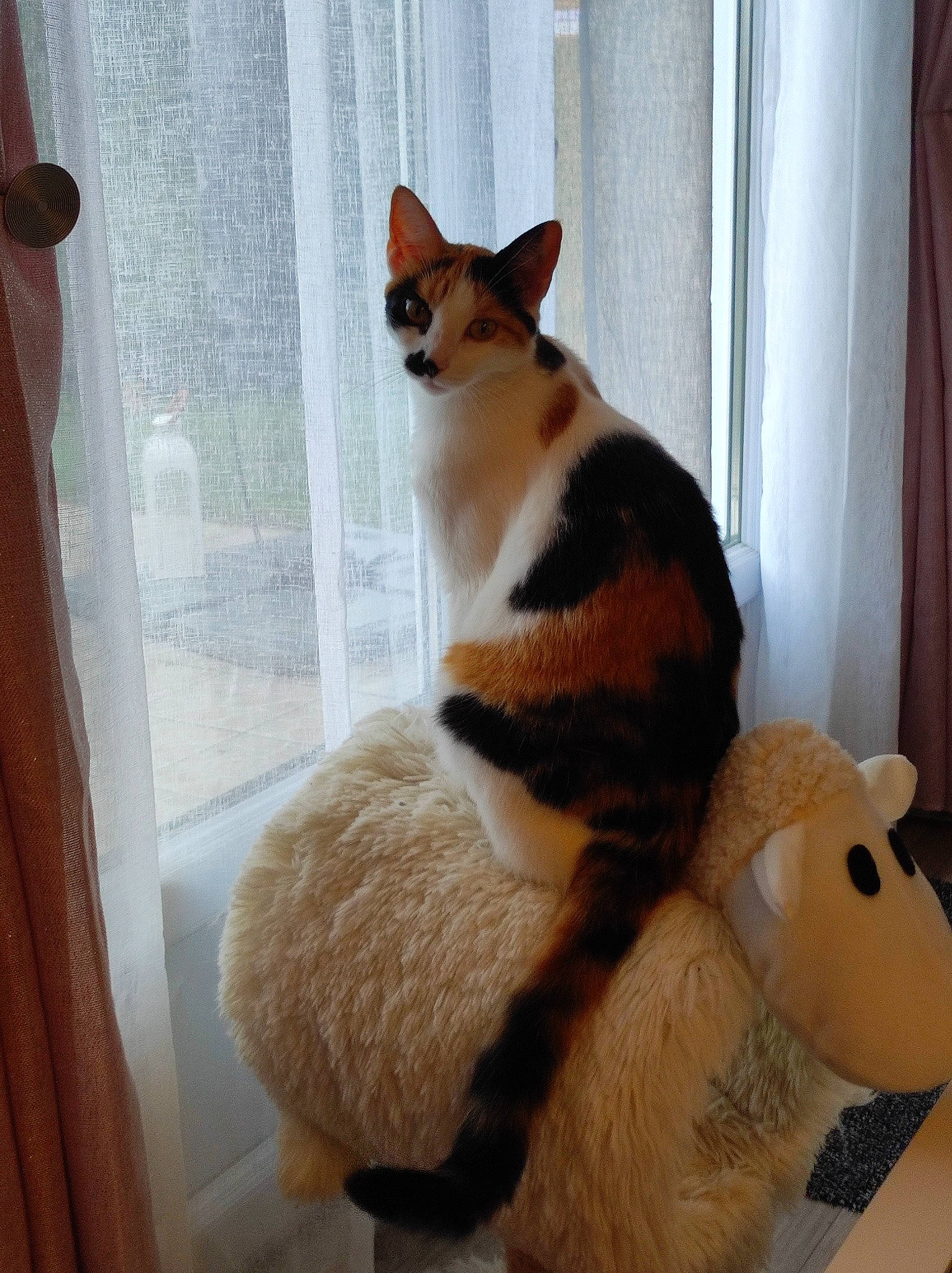 Swing participe au concours pour gagner de l'argent avec cette photo : carnivore, cat, comfort, curtain, domestic_short_haired_cat, felidae, flooring, fur, hardwood, paw, small_to_medium_sized_cats, tail, terrestrial_animal, toy, tree, whiskers, window, window_treatment, wood