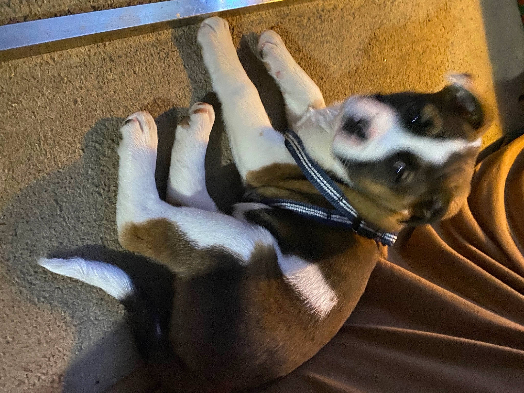 Kiera is registered to the contest to win money with this photo: art, barechested, bone, chest, companion_dog, dog, dog_breed, elbow, fawn, foot, human_leg, paw, shadow, skull, snout, tail, terrestrial_animal, visual_arts, wood, wrinkle