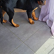 Athos a rejoint le concours — aidez-le/la à gagner de superbes lots ! puppy, rottweiler, dog, indoors, tile_floor, curtain, shelf, candles, sign, home_decor, pet, young_dog, black_and_tan, ears_taped, sunlight, shadow, looking, standing, floor, cozy