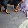 puppy, rottweiler, dog, indoors, tile_floor, curtain, shelf, candles, sign, home_decor, pet, young_dog, black_and_tan, ears_taped, sunlight, shadow, looking, standing, floor, cozy