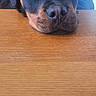 Athos a rejoint le concours — aidez-le/la à gagner de superbes lots ! rottweiler, puppy, dog, animal, pet, close_up, head, face, table, wood, resting, sleepy, indoor, person, clothing, blue_jacket, brown, black, cute, calm