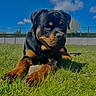 rottweiler, puppy, dog, grass, outdoor, blue_sky, clouds, fence, sunlight, animal, pet, canine, nature, young_dog, mammal, portrait, laying_down, daylight, playful, domestic_animal