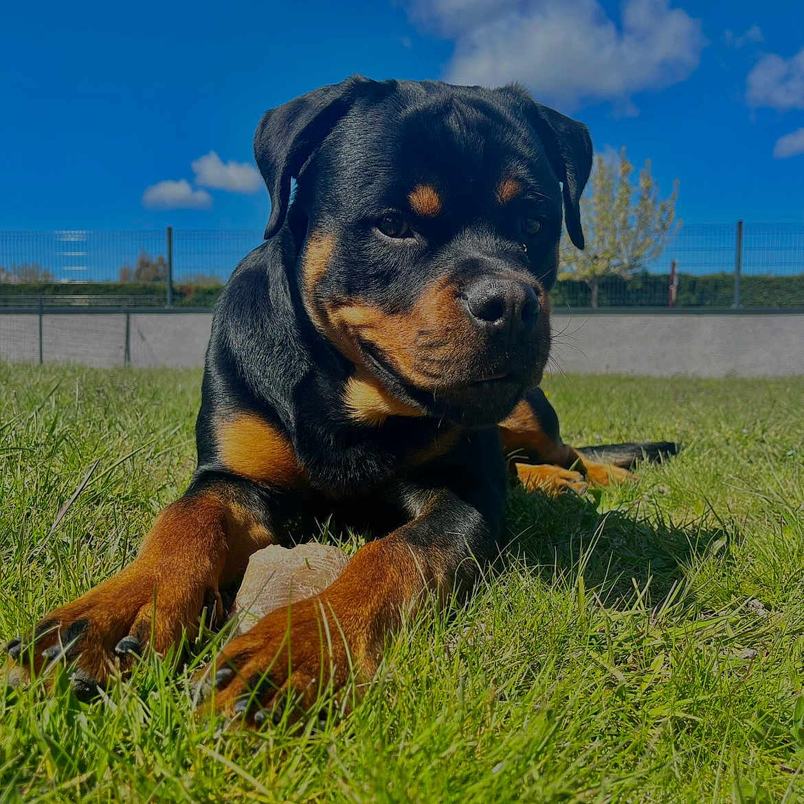 Athos a rejoint le concours — aidez-le/la à gagner de superbes lots ! rottweiler, puppy, dog, grass, outdoor, blue_sky, clouds, fence, sunlight, animal, pet, canine, nature, young_dog, mammal, portrait, laying_down, daylight, playful, domestic_animal