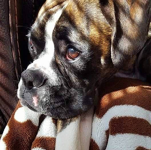 Bella joined the competition — help win amazing prizes! bored, boxer, canidae, carnivore, collar, companion_dog, dog, dog_breed, dog_collar, ear, fawn, fur, head, liver, puppy, snout, sporting_group, whiskers, working_animal, wrinkle