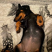 Maple is registered to the contest to win money with this photo: dog, sleeping, bed, blanket, paw, fur, pet, rest, cute, animal, indoor, black, tan, cozy, relaxed, canine, fur_pattern, domestic, comfort, peaceful