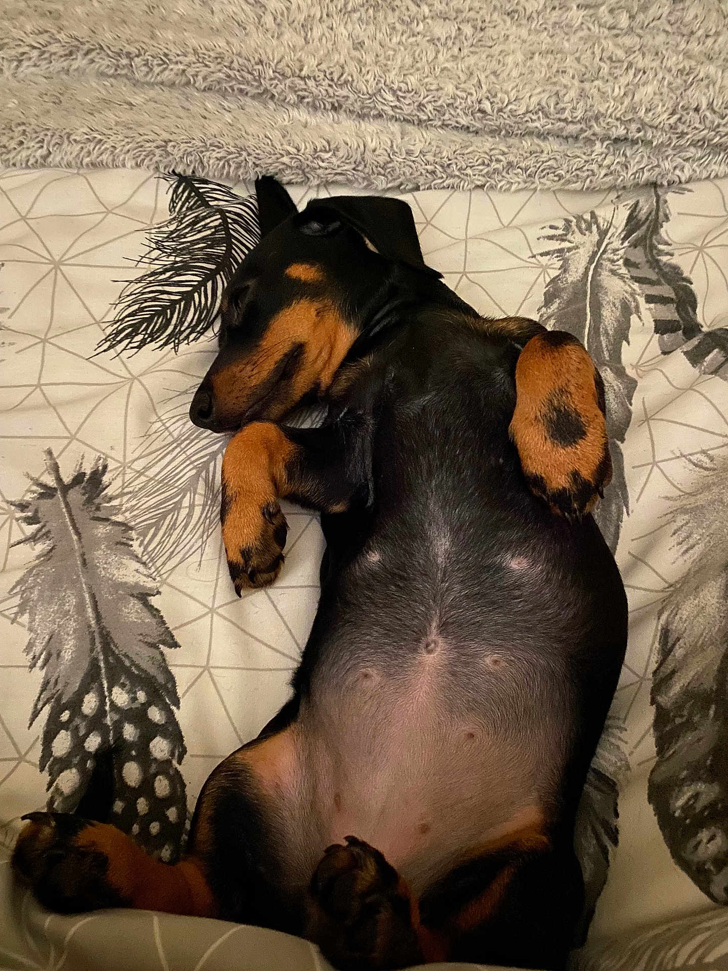 Maple is registered to the contest to win money with this photo: dog, sleeping, bed, blanket, paw, fur, pet, rest, cute, animal, indoor, black, tan, cozy, relaxed, canine, fur_pattern, domestic, comfort, peaceful