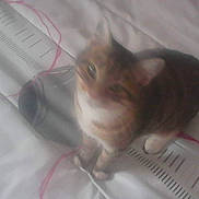 Crapounet a rejoint le concours — aidez-le/la à gagner de superbes lots ! carnivore, cat, domestic_short_haired_cat, ear, eye, felidae, fur, kitten, skin, small_to_medium_sized_cats, tail, whiskers