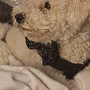 Happy participe au concours pour gagner de l'argent avec cette photo : dog, curly_fur, bandana, pet, animal, cozy, blanket, indoor, cute, fur, resting, soft_texture, closeup, companion, mammal, domestic_animal, sleepy, relaxed, cute_pet, fur_texture