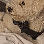 dog, curly_fur, bandana, pet, animal, cozy, blanket, indoor, cute, fur, resting, soft_texture, closeup, companion, mammal, domestic_animal, sleepy, relaxed, cute_pet, fur_texture