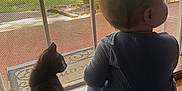 Matthias J is registered to the contest to win money with this photo: baby, kitten, cat, child, mesh_screen, door, floor, wood, indoor, outdoor, window, back_view, pet, animal, curious, sitting, sunlight, shadow, quiet, companions