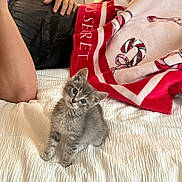 Fuji is registered to the contest to win money with this photo: bed, blanket, candy_cane_pattern, cat, cozy, curious, cute, domestic_animal, feline, gray_cat, hand, holiday_theme, indoor, kitten, person, pet, resting, soft_texture, white_bedspread, young_animal