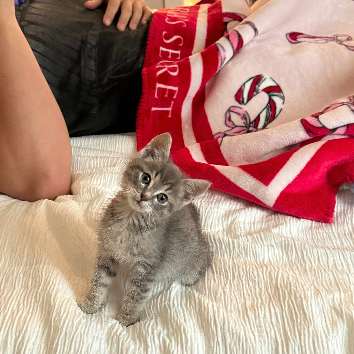 Fuji is registered to the contest to win money with this photo: bed, blanket, candy_cane_pattern, cat, cozy, curious, cute, domestic_animal, feline, gray_cat, hand, holiday_theme, indoor, kitten, person, pet, resting, soft_texture, white_bedspread, young_animal