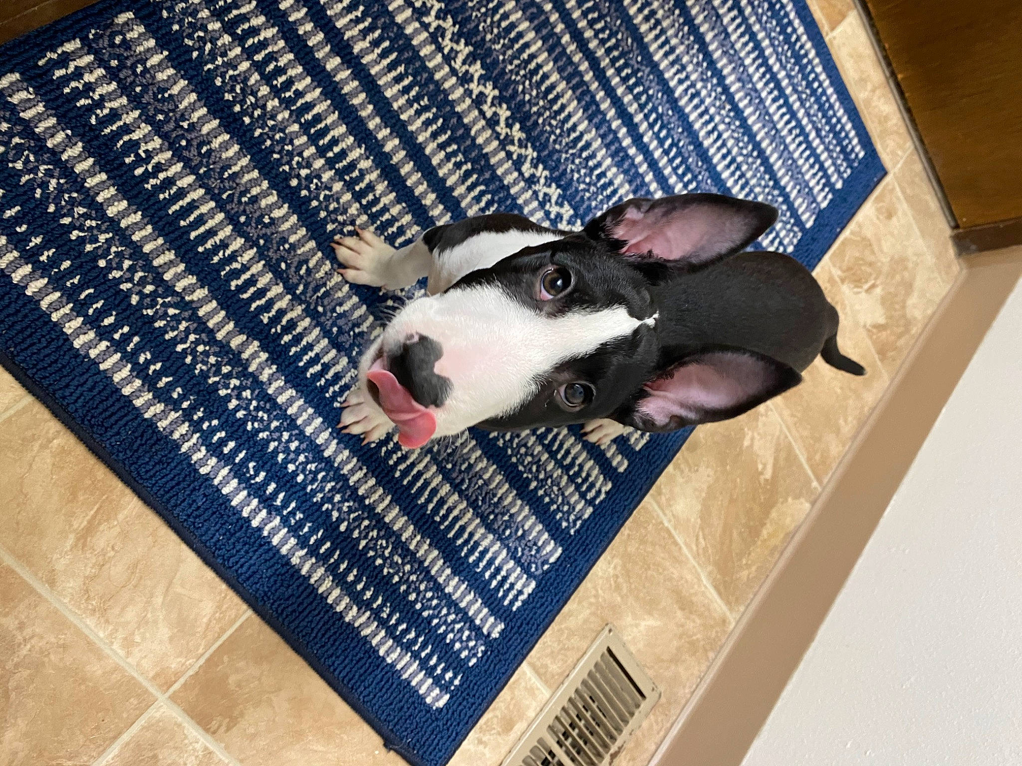 Ayla joined the competition — help win amazing prizes! canidae, comfort, companion_dog, composite_material, dog_breed, floor, flooring, font, fur, grey, hardwood, mat, pattern, pet_supply, rectangle, room, sporting_group, suidae, terrestrial_animal, wood