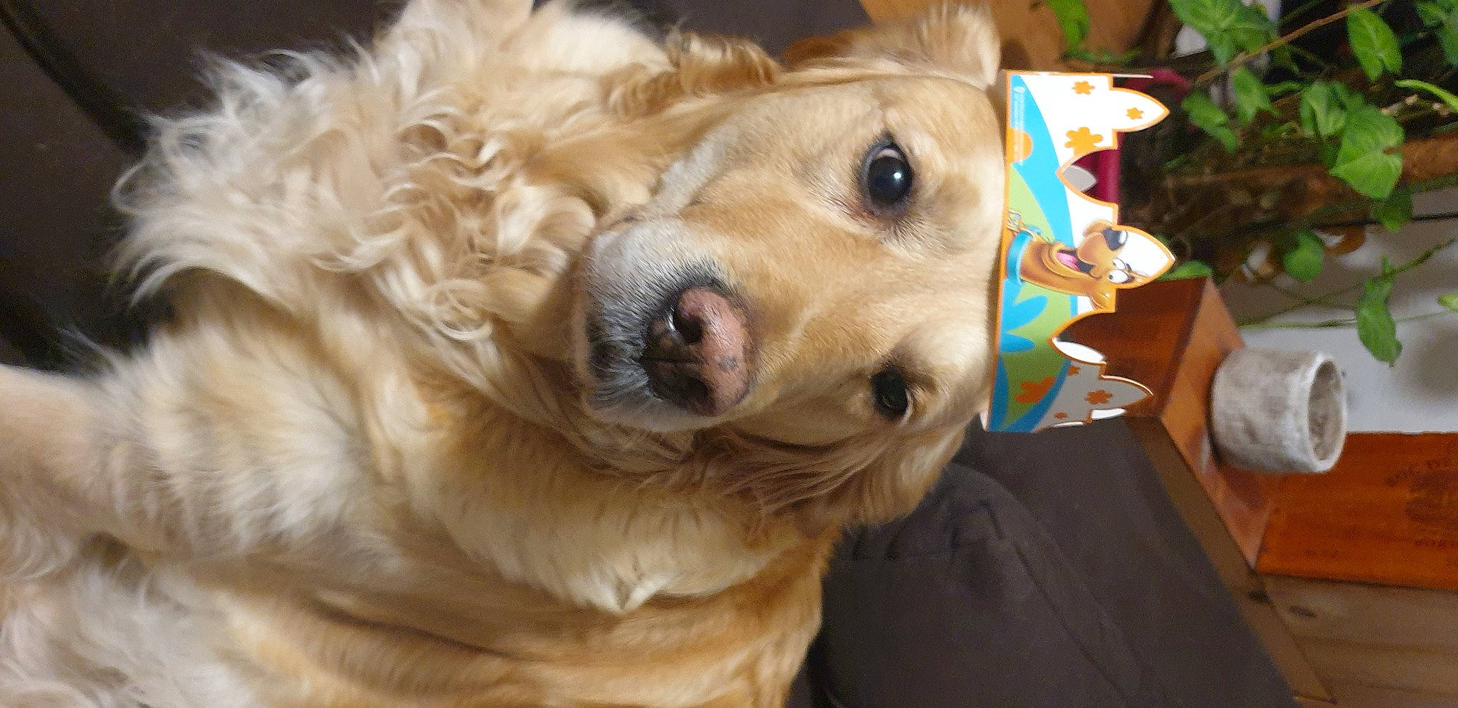 Luna participe au concours pour gagner de l'argent avec cette photo : canidae, carnivore, companion_dog, dog, dog_breed, dog_collar, dog_supply, ear, fawn, fur, golden_retriever, gun_dog, head, nose, pet_supply, retriever, snout, sporting_group, whiskers, working_animal