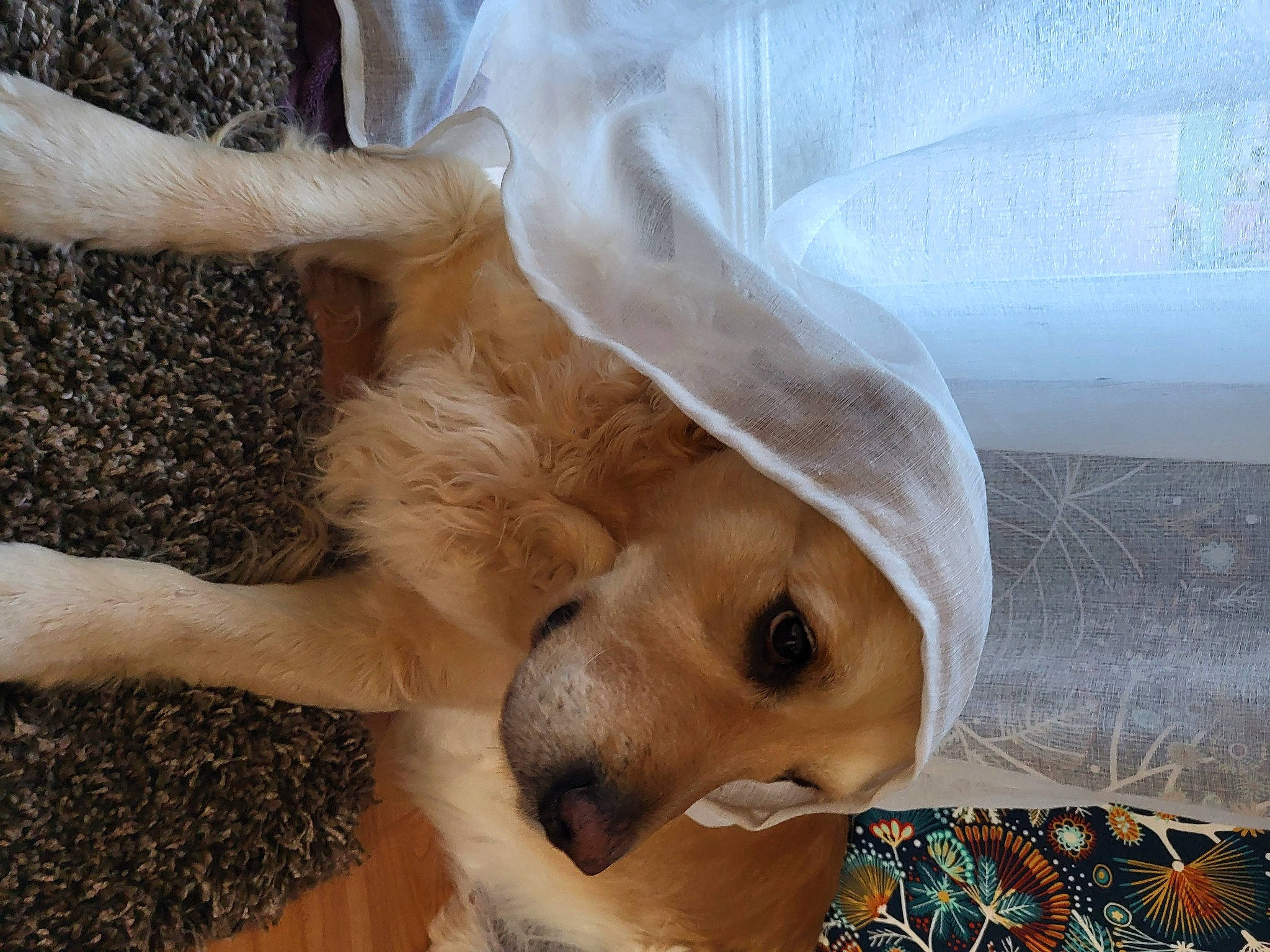 Luna a rejoint le concours — aidez-le/la à gagner de superbes lots ! canidae, carnivore, comfort, companion_dog, dog, dog_breed, dog_supply, fawn, fur, linens, paw, retriever, snout, sporting_group, terrestrial_animal, whiskers, working_animal