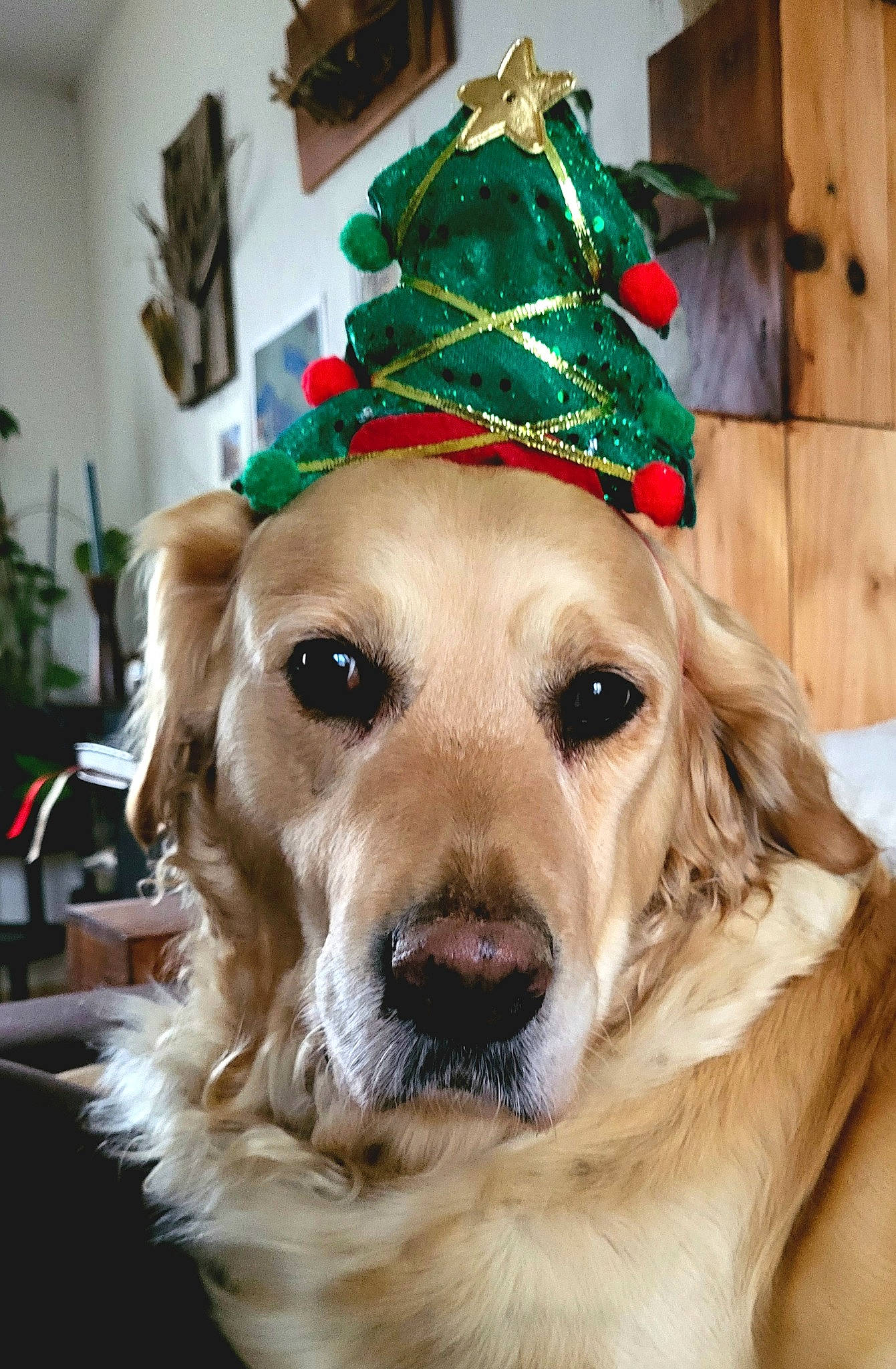 Luna a rejoint le concours — aidez-le/la à gagner de superbes lots ! carnivore, collar, companion_dog, costume_hat, dog, dog_breed, dog_collar, event, fawn, fedora, fur, hat, holiday, houseplant, party_hat, plant, snout, sporting_group, sun_hat, working_animal