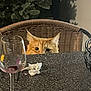 Peaches joined the competition — help win amazing prizes! cat, orange_cat, peeking, wicker_chair, granite_table, wine_glass, napkin, indoor, curious, animal, pet, feline, ears, eyes, wood, furniture, tabletop, shadow, background, still_life