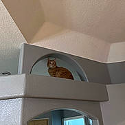 Peaches joined the competition — help win amazing prizes! cat, orange_cat, indoor, perched, ledges, architecture, wall, ceiling, home, curious, pet, feline, domestic_animal, fur, ears, collar, quiet, still, light, shadow