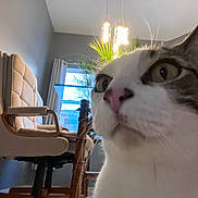 Lolo is registered to the contest to win money with this photo: cat, close_up, indoor, chair, table, plant, window, curious, feline, pet, whiskers, pink_nose, living_room, home, furniture, light_fixture, gray_wall, curtains, wooden_table_leg, domestic_animal