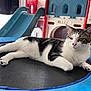 Lolo joined the competition — help win amazing prizes! cat, indoor, playground, trampoline, white, black, tabby, pet, animal, relaxed, feline, paw, toy, childrens_play_area, slide, plastic, household, resting, cute, domestic_animal