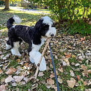 Gracie is registered to the contest to win money with this photo: dog, black_and_white, stick, leaves, grass, outdoor, nature, tree, bush, sunlight, pet, canine, playful, animal, fall, autumn, leash, walking, park, daytime