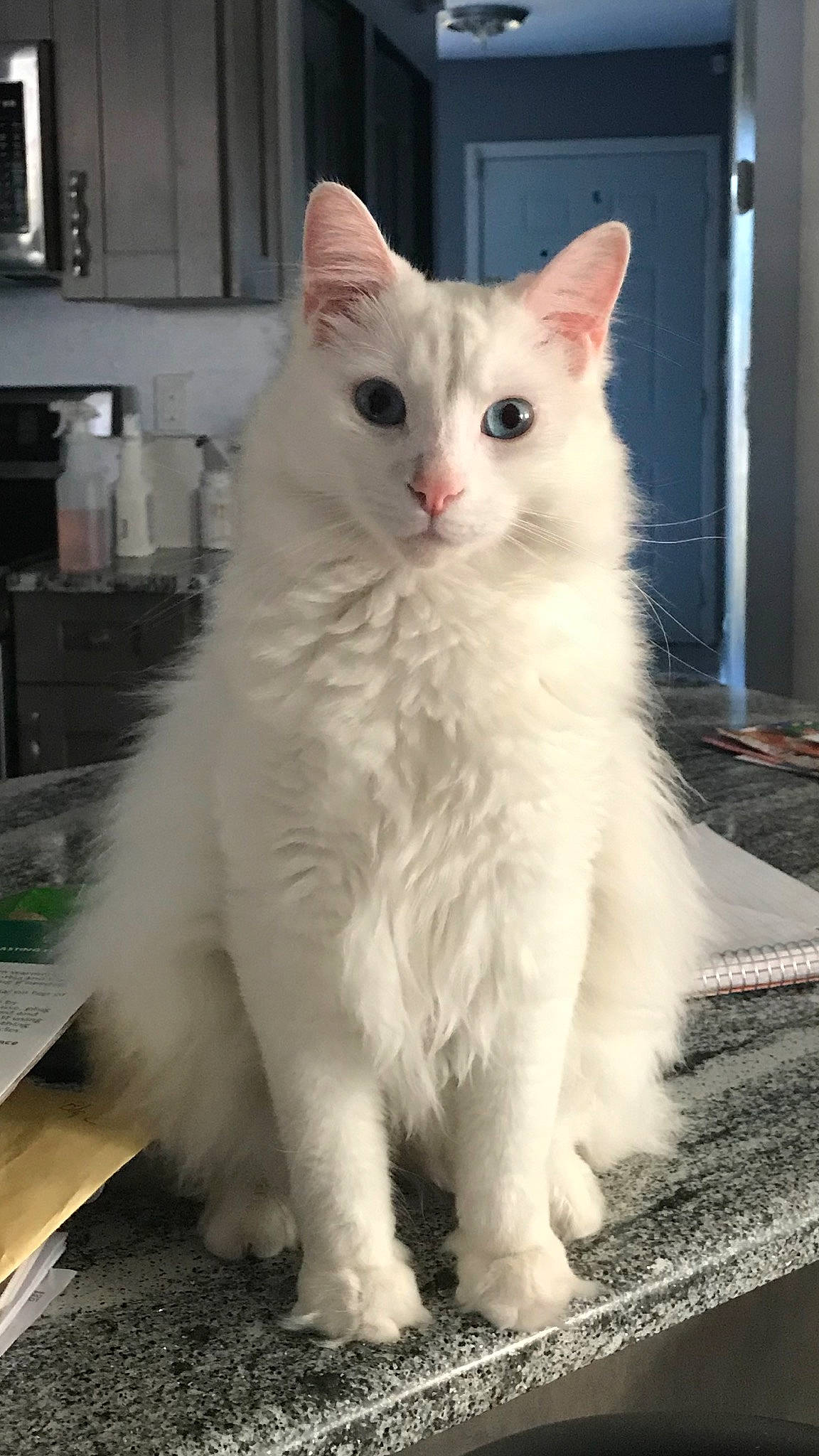 Casper joined the competition — help win amazing prizes! aegean_cat, american_curl, asian_semi_longhair, british_semi_longhair, burmilla, carnivore, cat, domestic_long_haired_cat, eye, felidae, javanese, khao_manee, mammal, norwegian_forest_cat, ragdoll, small_to_medium_sized_cats, turkish_angora, turkish_van, vertebrate, whiskers