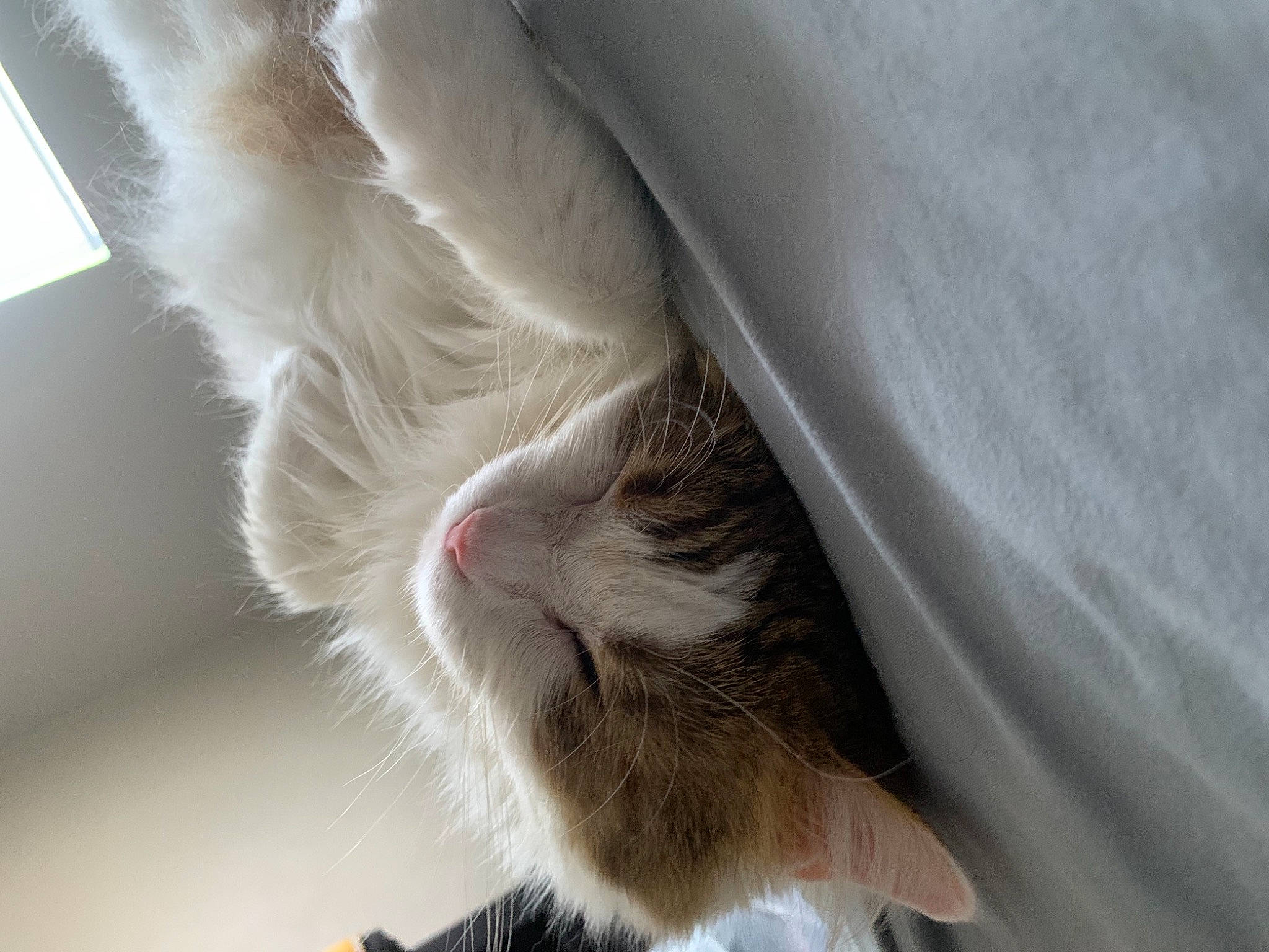 Misty Day joined the competition — help win amazing prizes! carnivore, cat, comfort, domestic_short_haired_cat, ear, eye, fawn, felidae, hair, head, human_body, leg, linens, paw, plant, small_to_medium_sized_cats, snout, tail, whiskers, window