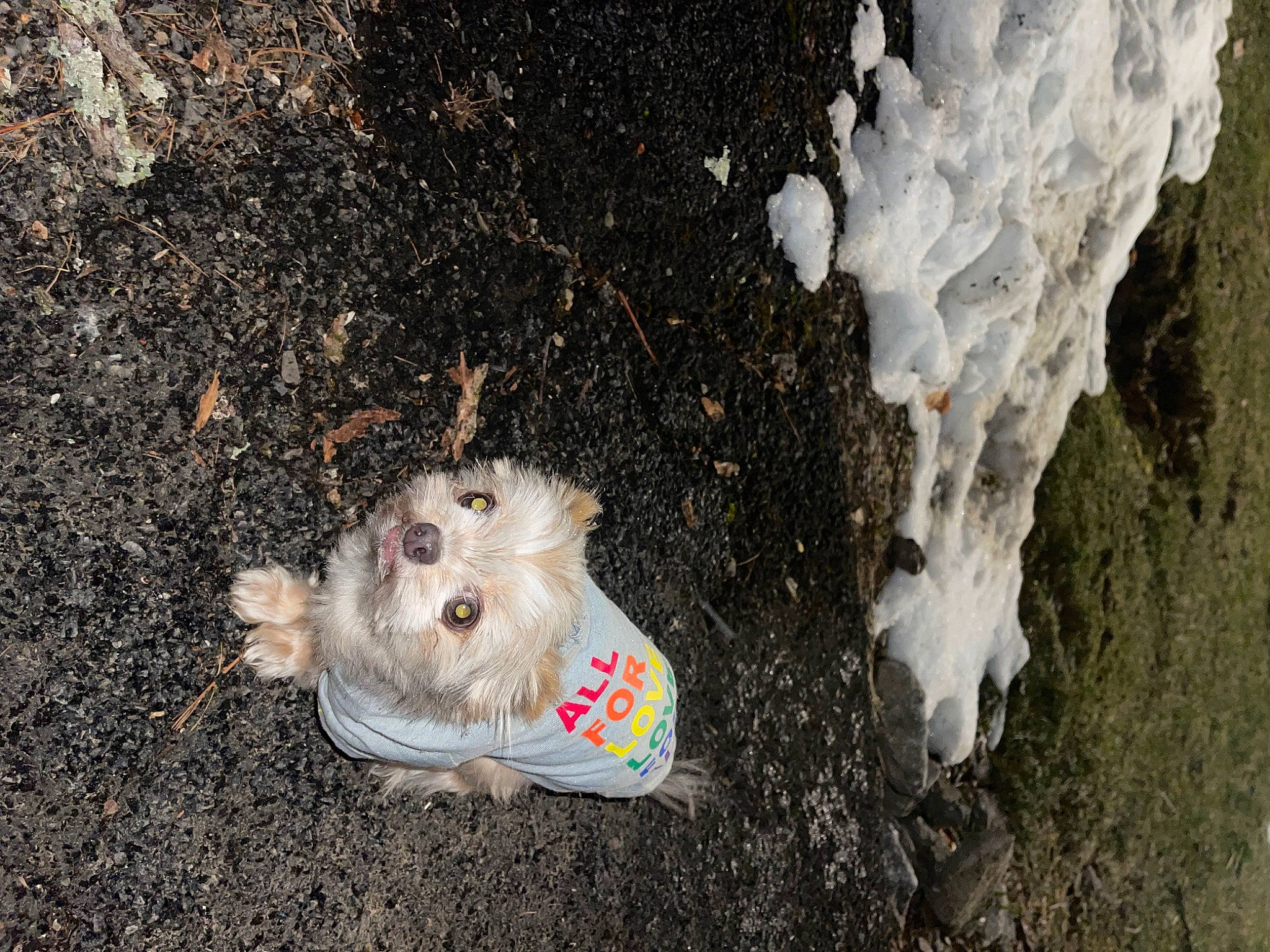 Emmie is registered to the contest to win money with this photo: asphalt, canidae, carnivore, companion_dog, dog, dog_breed, dog_clothes, fawn, fur, grass, road_surface, rock, small_terrier, soil, sporting_group, terrier, toy, toy_dog, trunk, wood