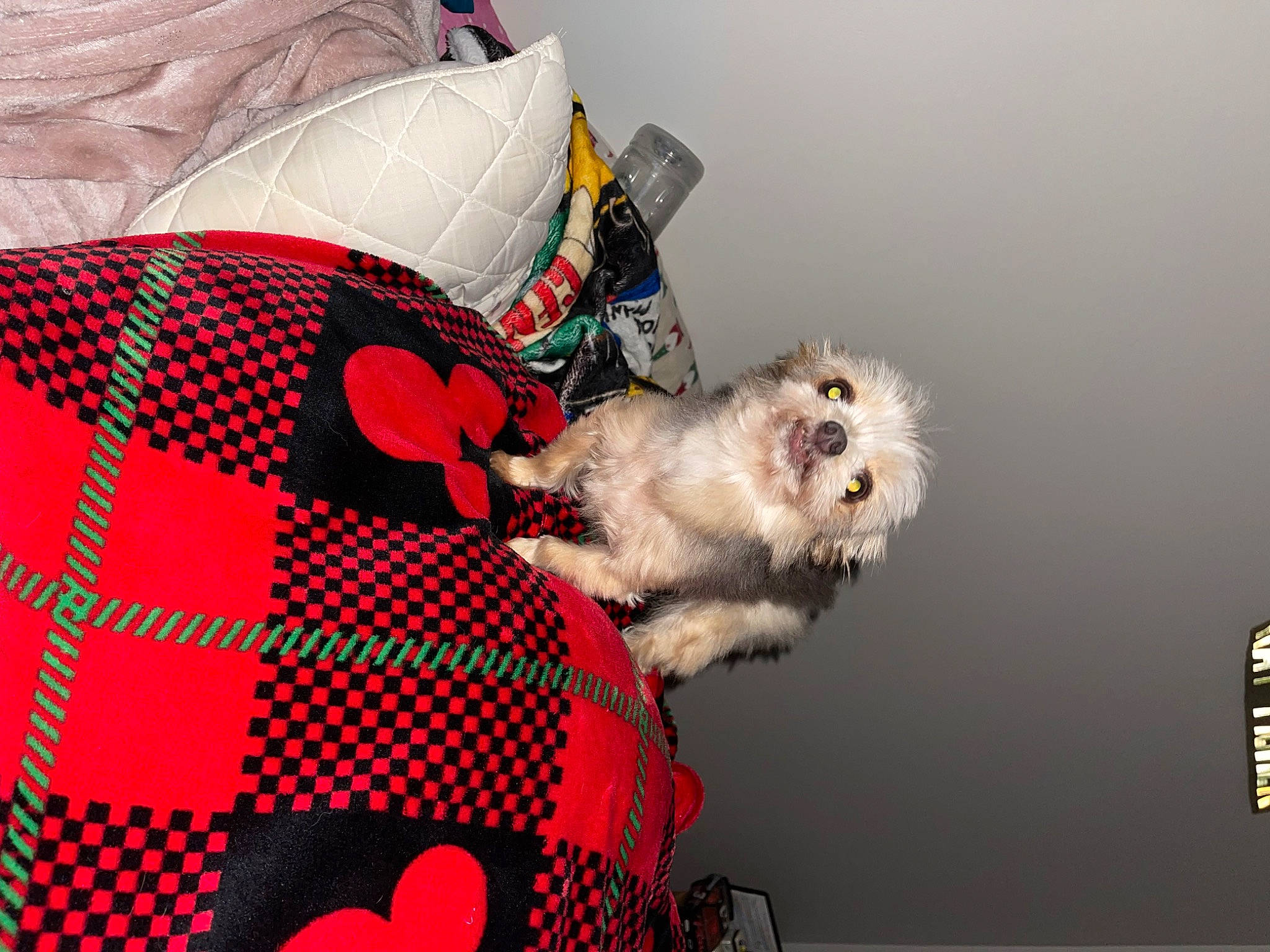 Emmie joined the competition — help win amazing prizes! canidae, carnivore, companion_dog, dog, dog_breed, dog_supply, fashion_accessory, ferret, fur, linens, mustelidae, pattern, paw, plaid, sleeve, tail, tartan, toy_dog, whiskers