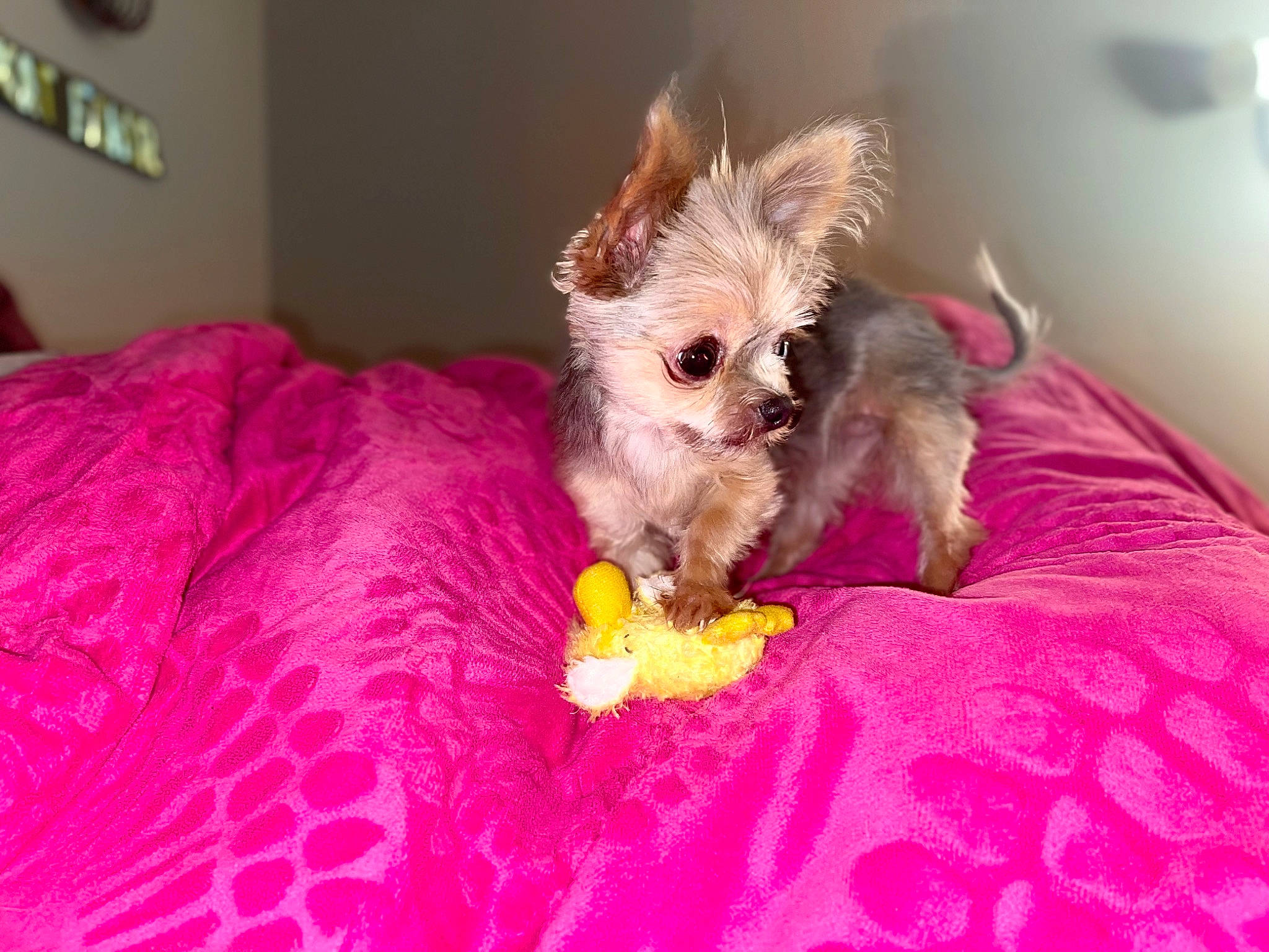 Emmie joined the competition — help win amazing prizes! carnivore, comfort, companion_dog, dog, dog_breed, dog_clothes, dog_supply, fawn, linens, magenta, picture_frame, pink, purple, small_terrier, stuffed_toy, terrier, toy, toy_dog, working_animal, yorkshire_terrier