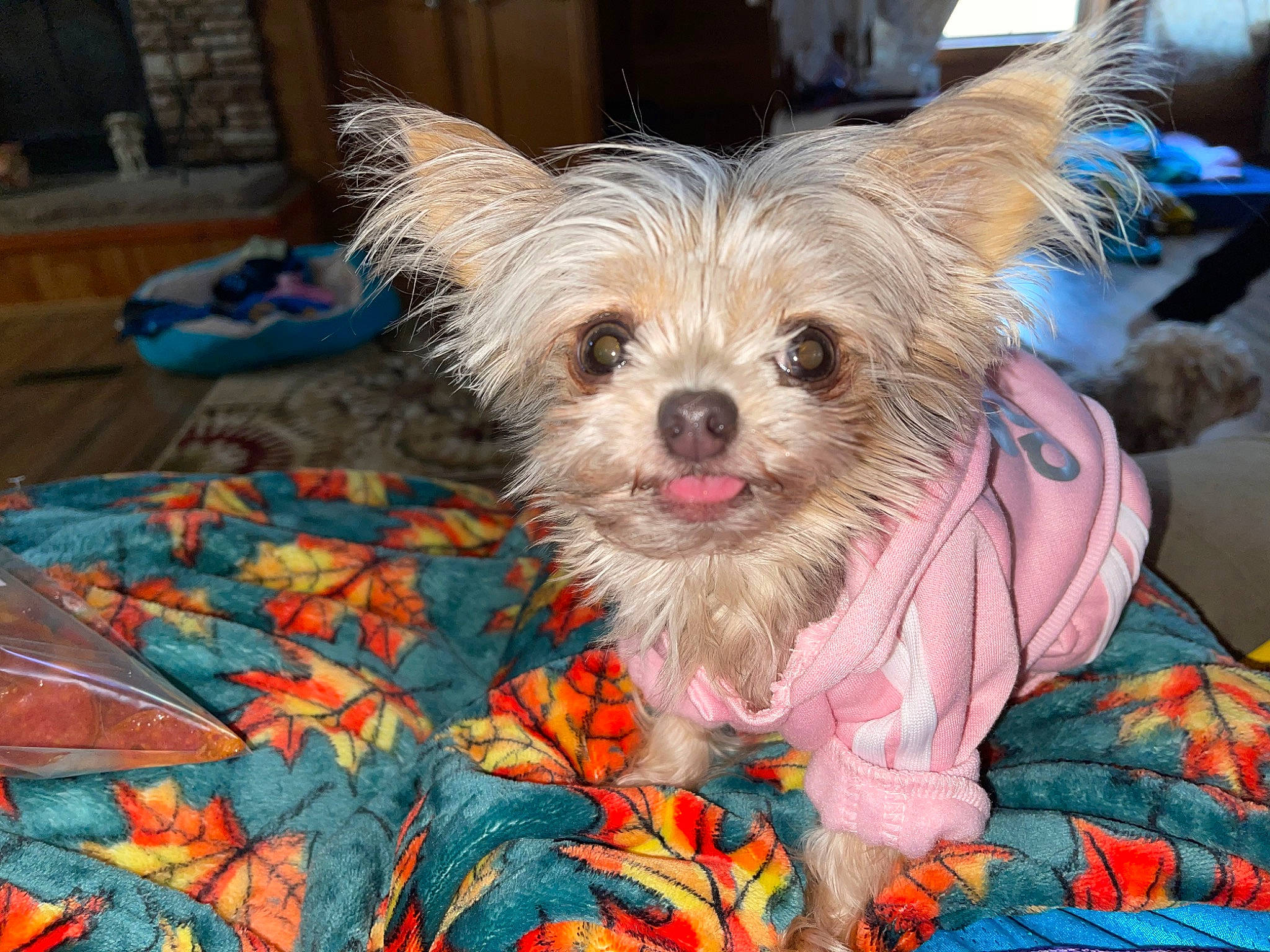 Emmie joined the competition — help win amazing prizes! canidae, carnivore, companion_dog, dog, dog_breed, dog_clothes, dog_supply, event, fashion_accessory, fawn, fur, holiday, plant, small_terrier, snout, sporting_group, terrier, toy_dog, working_animal, yorkipoo