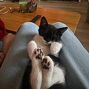 Freya a rejoint le concours — aidez-le/la à gagner de superbes lots ! kitten, cat, sleeping, paws, black_and_white, lap, indoor, cozy, wooden_table, remote_control, candle, furniture, floor, relaxation, pet, animal, cute, rest, home, comfort