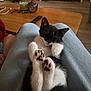 kitten, cat, sleeping, paws, black_and_white, lap, indoor, cozy, wooden_table, remote_control, candle, furniture, floor, relaxation, pet, animal, cute, rest, home, comfort
