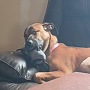 Zena joined the competition — help win amazing prizes! dog, sleeping, napping, couch, leather_couch, toy, stuffed_animal, collar, pink_collar, living_room, indoor, brown_dog, muzzle, closed_eyes, paw, relaxed, head, cushion, table, cozy