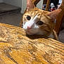 cat, orange_cat, white_cat, wooden_table, chair, indoor, curious, pet, animal, feline, ears, whiskers, closeup, face, looking_up, domestic_cat, fur, table_surface, furniture, home