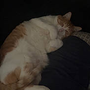 Jack is registered to the contest to win money with this photo: cat, orange_and_white, sleeping, curled_up, cozy, pet, feline, indoor, resting, cute, fluffy, domestic_animal, relaxed, paw, whiskers, fur, animal, companion, quiet, comfort